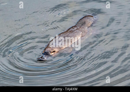 Duck-billed Schnabeltier (Ornithorhynchus anatinus), Tasmanien, Australien Stockfoto