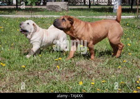 Zwei süße shar-pei Welpen spielt auf einer grünen Wiese. Heimtiere. Stockfoto