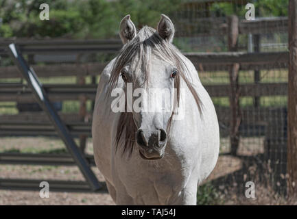Kopf geschossen eines neugierigen Augen Arabian Horse Mare suchen, der gerade in die Kamera mit einem verschwommenen Bauernhof barnyard im Hintergrund Stockfoto