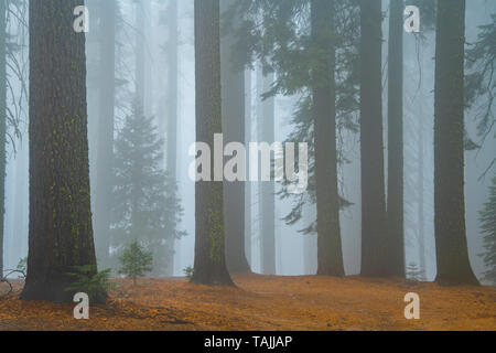 Koniferen und morgens Nebel, Mariposa Grove, Yosemite NP, Kalifornien, USA, von Bill Lea/Dembinsky Foto Assoc Stockfoto