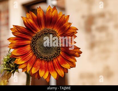 Teddybär Sonnenblume Stockfoto