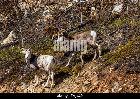 Zwei junge männliche Stein Schafe (evtl. dunklem Fell Dall Schaf) stehend auf einem Hang in der Wildnis des Yukon Territory in Kanada. Stockfoto