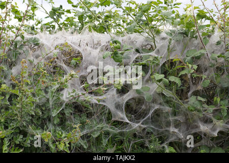 Zelt Raupen, Zelt der Seide auf Host Hecke Stockfoto