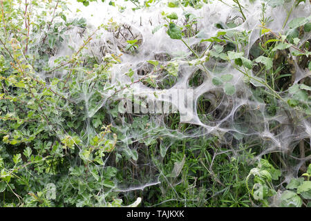 Zelt Raupen, Zelt der Seide auf Host Hecke Stockfoto