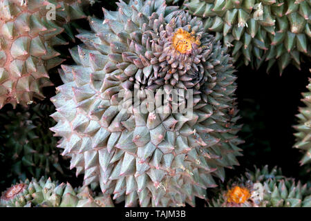 Durian für Verkauf, Klong Tan, Bangkok, Thailand Stockfoto