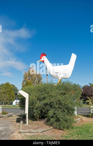 Die großen Duty Chook an Moonbi NSW Australien. Stockfoto