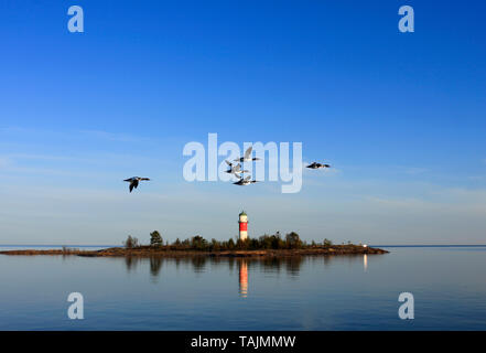 Blick auf einen Leuchtturm, Leuchtturm in den Einlass. Ruhiger Abend, blauer Himmel, Spiegelung im Wasser und eine Herde von gemeinsamen Merganser. Stockfoto