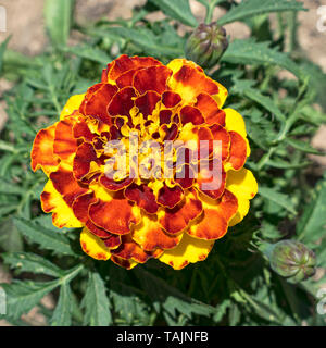 Makro einer gelben und roten Zwerg french Marigold flower auf dem Hintergrund der leicht verschwommenen Blätter zentriert Stockfoto