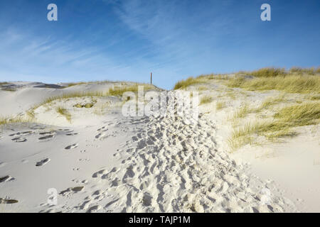 Weg zum Meer durch Dünen mit Gras und marram Fußspuren im Sand unter einem sonnigen blauen Himmel. Idyllische Küstenlandschaft in Amrum in Th Stockfoto