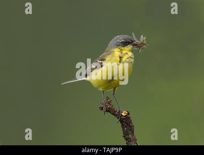 Schafstelze mit Insekten, Stjørdal, Jottenheim, Norwegen Stockfoto