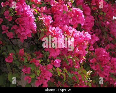 Schöne rosa blühende Azalee Busch Stockfoto