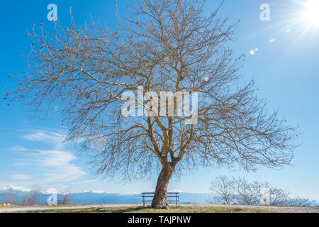 Großen toten blattlosen Baum mit einsamen Bank, einsamen Baum an einem schneebedeckten Gebirge in Griechenland suchen. Stockfoto