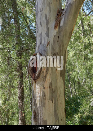 Nahaufnahme der Abblätternden abblätternde Rinde eines Eukalyptusbaum im Raja Ancha Erholungsgebiet in Pizarra, Andalusien, Spanien. Stockfoto