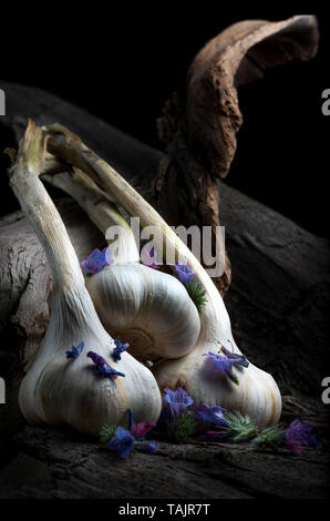 Knoblauch auf Holzrahmen- und dunklen Hintergrund Stockfoto