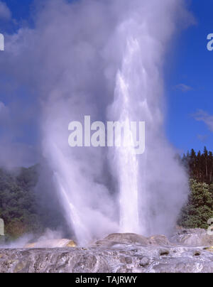 Prince Of Wales Federn Geysir ausbrechen, Te Puia thermische Tal, Rotorua, Bucht von viel Region, Nordinsel, Neuseeland Stockfoto