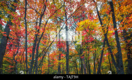 Low Angle View von bunten Herbstfarben in Ruissalo, Turku, Finnland Stockfoto