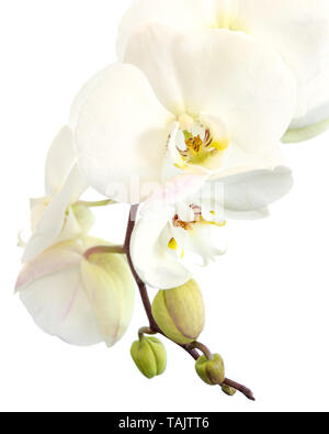 Nahaufnahme eines weißen Phalaenopsis Orchidee in auf weißem Hintergrund Stockfoto