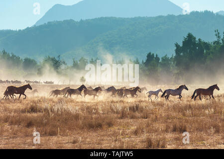 Horse Herde auf der Weide in Chile, Südamerika Stockfoto