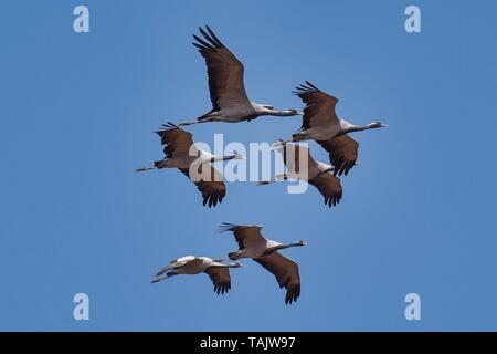 Demoiselle Crane, Anthropoides virgo Ankunft im Dorf Khichan am Rande der Thar Wüste in Rajasthan, Indien. Stockfoto