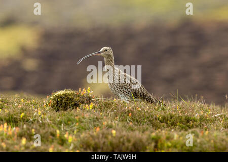 Curlew (Wissenschaftlicher Name: Numenius arquata) Erwachsenen curlew in den Yorkshire Dales, UK im Frühling und die Brutzeit. Nach links. Landschaft Stockfoto