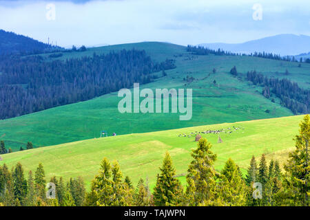 Eine Herde Schafe weidet auf der grünen, üppigen, grünen Wiese am Hang eines Hügels inmitten der Karpaten Heu und Berggipfel mit hohen Fichten. Stockfoto