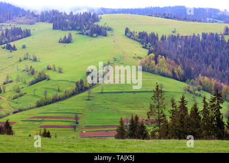 Eine unbefestigte Landstraße schlängelt sich den Hang hinauf, von einem grünen grasbewachsenen Berg von Anbauflächen zu hohen Kiefern in Berg Nebel eingehüllt. Stockfoto