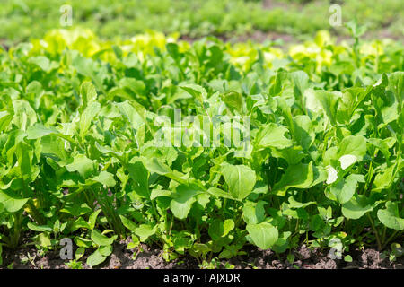 Frischer Salat im Boden und Töpfe, frischer Salat im Boden und Töpfe Stockfoto