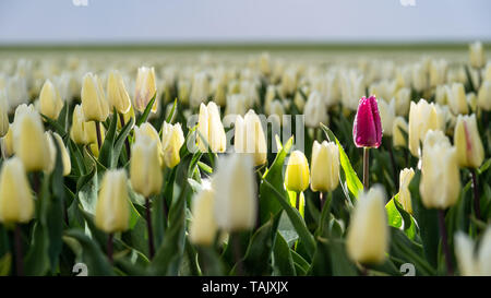 Ende April bis Anfang Mai, das Tulip Felder in den Niederlanden farbenfroh brach in voller Blüte. Glücklicherweise gibt es Hunderte von Blume fiel Stockfoto