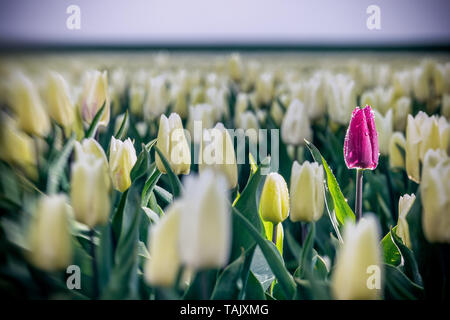 Ende April bis Anfang Mai, das Tulip Felder in den Niederlanden farbenfroh brach in voller Blüte. Glücklicherweise gibt es Hunderte von Blume fiel Stockfoto