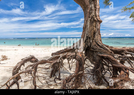 Filao Baum am Strand in der Nähe von Saint-Paul, La Reunion Stockfoto