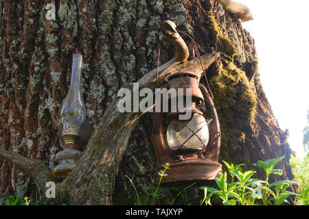 Alte, kaputte und rostige Öl Lampen hängen in der Nähe der alten Baumstamm auf Zweig und vom sommer sonne Lichtstrahlen beleuchtet Stockfoto