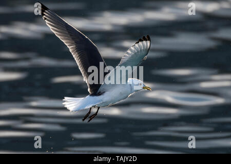 Dreizehenmöwe, winter Gefieder, Båtsfjord, Norwegen, Das arktische Norwegen, Varanger, norwegische Wildnis, Stockfoto