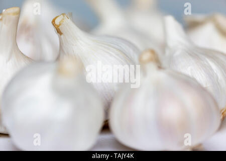 Bündel von Knoblauch Zwiebeln Stockfoto