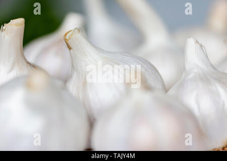 Bündel von Knoblauch Zwiebeln Stockfoto