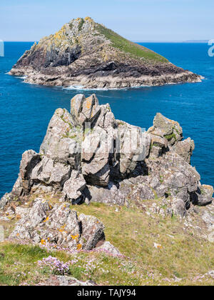 Eine Insel namens Der Mouls von Der sterze auf die zerklüftete Küste zwischen Polzeath und Port Isaac an einem sonnigen Tag gesehen. Stockfoto