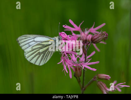 Rapsweißling nectaring, Dumfries, Dumfries und Galloway, S W Schottland Stockfoto