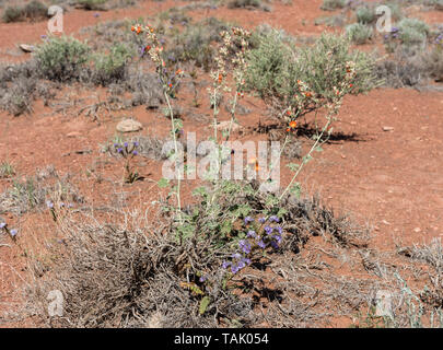 Schönen blühenden apricot mallow Blumen in Northern Arizona High Desert im Frühling Stockfoto
