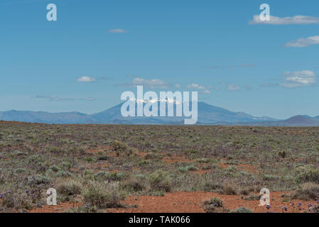 Schöne Humphrey's Peak Vista im Frühling, mit der Northern Arizona High Desert in Bloom Stockfoto