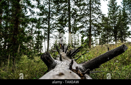 Verbrannt Baum auf den Boden im Wald, was nach den Waldbränden bleibt Stockfoto