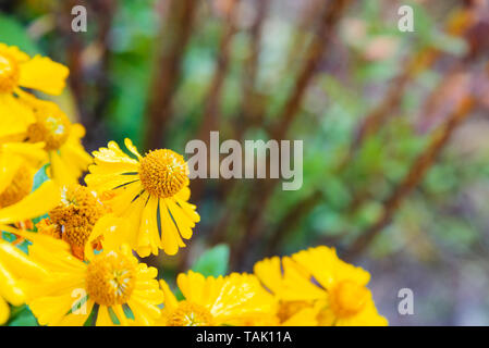 Gelbe Blüten mit defokussiertem Hintergrund und kopieren Raum Stockfoto