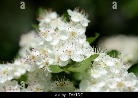 White hawthorn Blumen von der Sonne beschienen Nahaufnahme Stockfoto