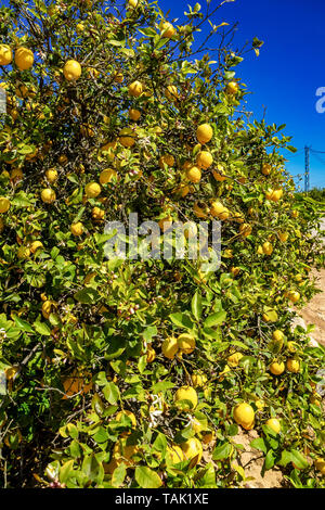 Zitronenbäume in Elche in der Nähe von Alicante in Spanien Stockfoto