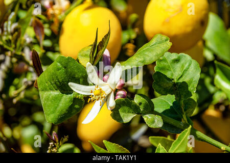 Zitronenbäume in Elche in der Nähe von Alicante in Spanien Stockfoto