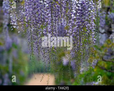 Wisteria Wisteria sinensis native zu China in Norfolk Garten Stockfoto