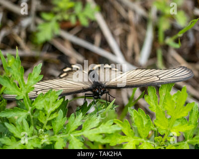 Eine chinesische Windmühle Schmetterling, byasa Macilentus, beruht auf dem langen Gras neben der Sakai Fluss in Yokohama. Stockfoto