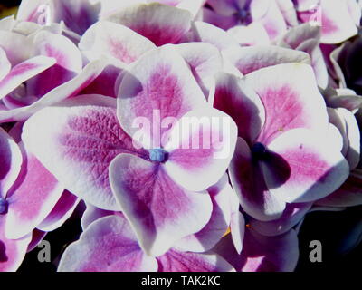 Nahaufnahme einer Hortensie Blume mit violett-weißen Blütenblättern Stockfoto