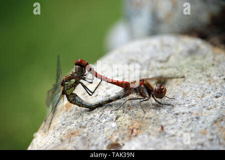 Nahaufnahme des verbindenden gemeinsamen darter Libellen, Sympetrum striolatum, auf einem grauen Rock mit ein unscharfer Felsen und Pflanzen im Hintergrund. Stockfoto