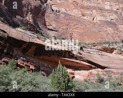 Grate an den Wänden entlang der steilen Klippen im Zion National Park, Utah. Stockfoto