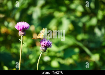 Makroansicht des indischen Fritillarschmetterlings (Argynnis hyperbius) Und zwei lila Blüten auf japanischen Disteln (Cirsium japonicum) An einem Sommertag Stockfoto