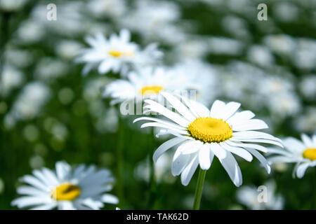 Bereich der Gänseblümchen mit einem Schwerpunkt auf einer Blume. Kamille, Kamille, Mond, Kamille Stockfoto